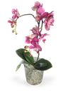 Pianta di Orchidea Phalenopsis