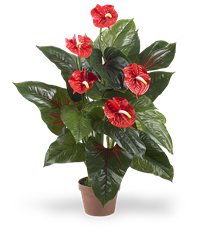 Pianta di anthurium nel colore rosso