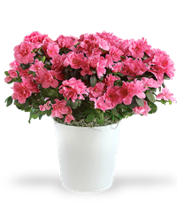 Pianta di azalea