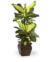 Pianta di Dieffenbachia