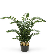 Pianta di Zamioculcas