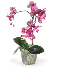 Pianta di Orchidea Phalenopsis