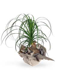 Pianta di Beaucarnea