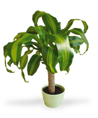 Pianta di Dracena